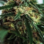 featured-image-weed-blog-165ksDSCXFQ