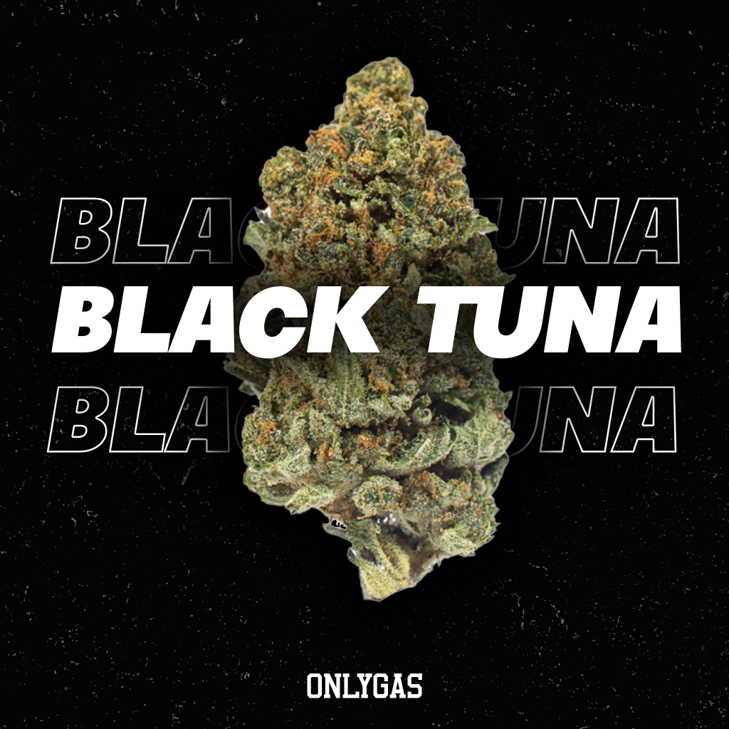 Black Tuna
