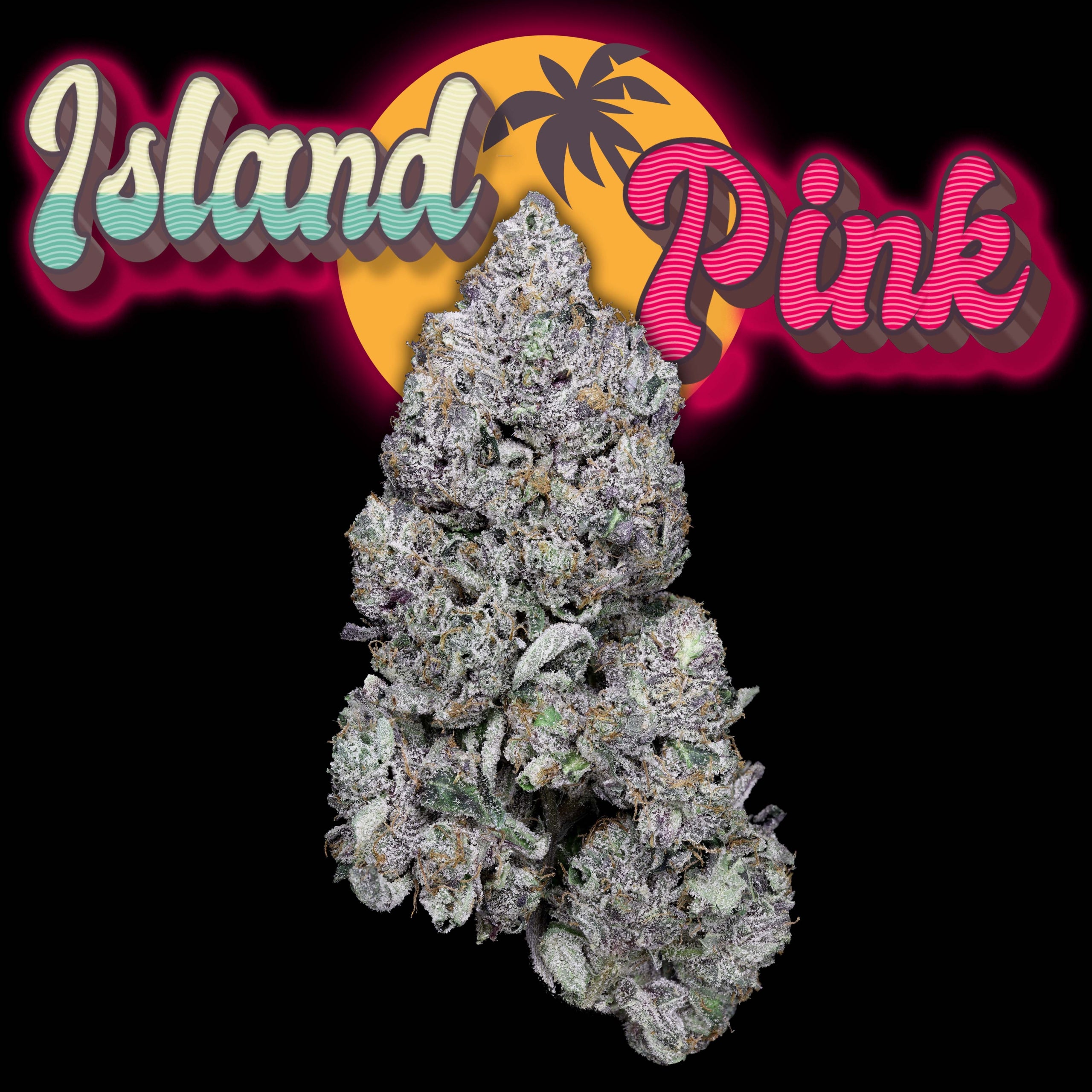 Island Pink Bud AAAA