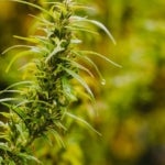 Should Medical Marijuana Be a Viable Treatment Option?