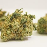 What Are the Effects of the Thin Mint Cookies Strain of Weed?