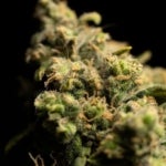 What Are the Benefits of the Black Congolese Strain of Weed?