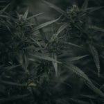 What Are the Benefits of the Charlottes Web Cannabis Strain?
