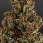 What Are the Effects of Death OG Strain?