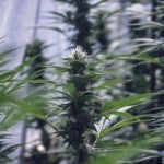 Is Cannabis Legal in Canada?