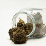 What Are the Benefits of HCFSE Weed?