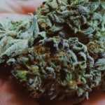What Are the Effects of the Pink Rhino Strain of Weed?