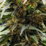 Is the Jealousy Strain the Best Weed for You?