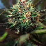 What Are the Benefits of Smoking Skunk Weed?