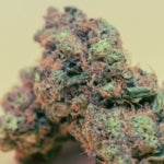 What Are the Benefits of the Kali Mist Strain of Weed?