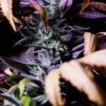 What Are the Benefits of the GG4 Strain of Weed?