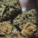 What Are the Effects of the Purple Monkey Strain?