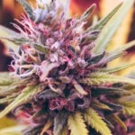 What Are the Benefits of the Ak47Strain of Weed?