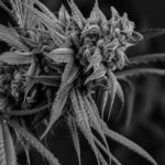 What Are the Benefits of Growing the Critical Kush Strain?