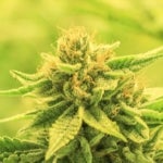 What Are the Pros and Cons of Hybrid Weed?