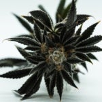 What Are the Effects of the Pineapple Nuken Strain?”