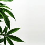What Are the Benefits of THC Extracts?