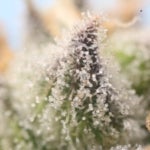 What Are the Benefits of Platinum O.G. Weed?