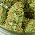 Is Kosher Kush the Right Strain for You?