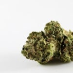What Are the Benefits of the Lindsay Kush Strain?