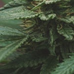 What Are the Effects of the Sage and Sour Strain of Weed?