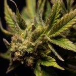 What Are the Benefits of the Recon Strain of Weed?