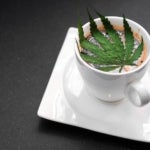 What Are the Benefits of the Chocolate Mint Strain of Weed?