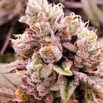 What Are the Benefits of Trying Mac 1 Weed Strain?