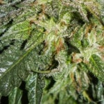 What Are the Best Weed Strains Available at SQDC?
