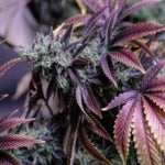 What Are the Effects of the Pink Alien Strain of Weed?
