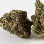 What Are the Benefits of the Hashplant Strain of Weed?