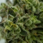 What Are the Best Strains for Top Shelf Weed?