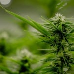 What Are the Benefits of Growing Silverhaze Cannabis?