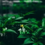 How to Find the Right Cannabis Dispensery for Your Needs?