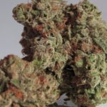 Is BuyMyWeedOnline.ca the Best Place to Buy Weed Online?