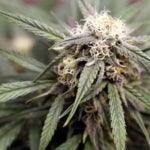 What Are the Latest Developments in Cannabis Legislation in New Brunswick, Canada?