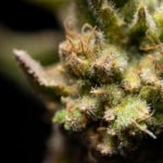 What Are the Benefits of Growing Sativa Weed?