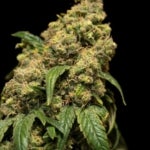 featured-image-weed-blog-60Kf755GXX