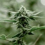 Where Can I Buy CBD Flower Online in Canada?
