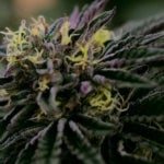What Are the Benefits of Using a WCC Coupon for Weed Shopping?