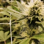 Can Cannabis Grow in Thunder Bay?