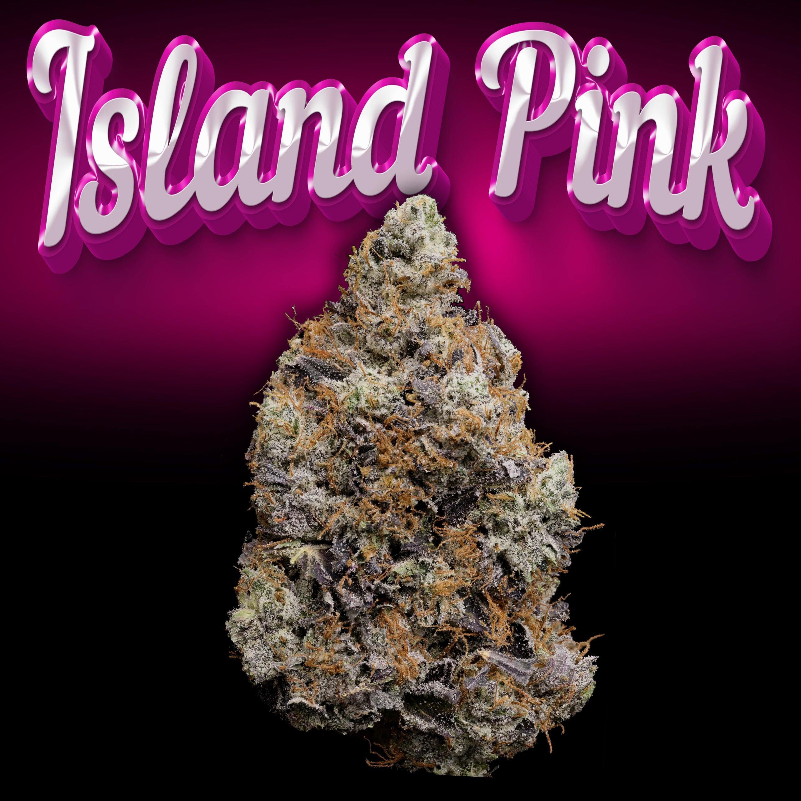 Island Pink thumbnail
