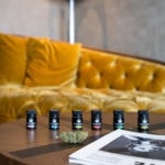 What is the Best CBD Oil Available on the OCS?