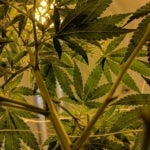 Is Medical Marijuana Legal in North Carolina?