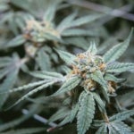 Where Are the Medical Marijuana Dispensaries in Virginia?