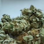 Should You Use Medical Marijuana to Treat Glaucoma? - This article is about a topic that you are already a parent of a child who has or has had glaucoma. In this article, I will discuss the best ways to judge whether or not medications could be a good idea for treating your child with glaucoma. I will also provide some perspectives on how to make sure the medication can be effective.