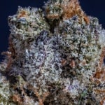 What Are the Best Westcoast Weed Strains?